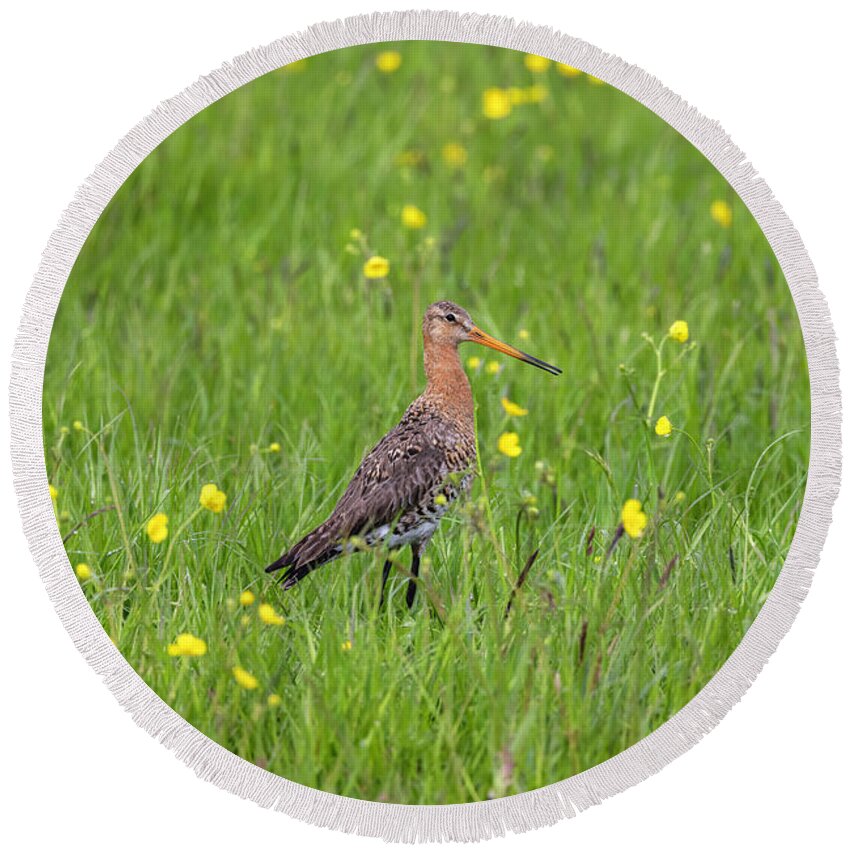 Nature Round Beach Towel featuring the photograph The Meadow Bird The Godwit by MPhotographer