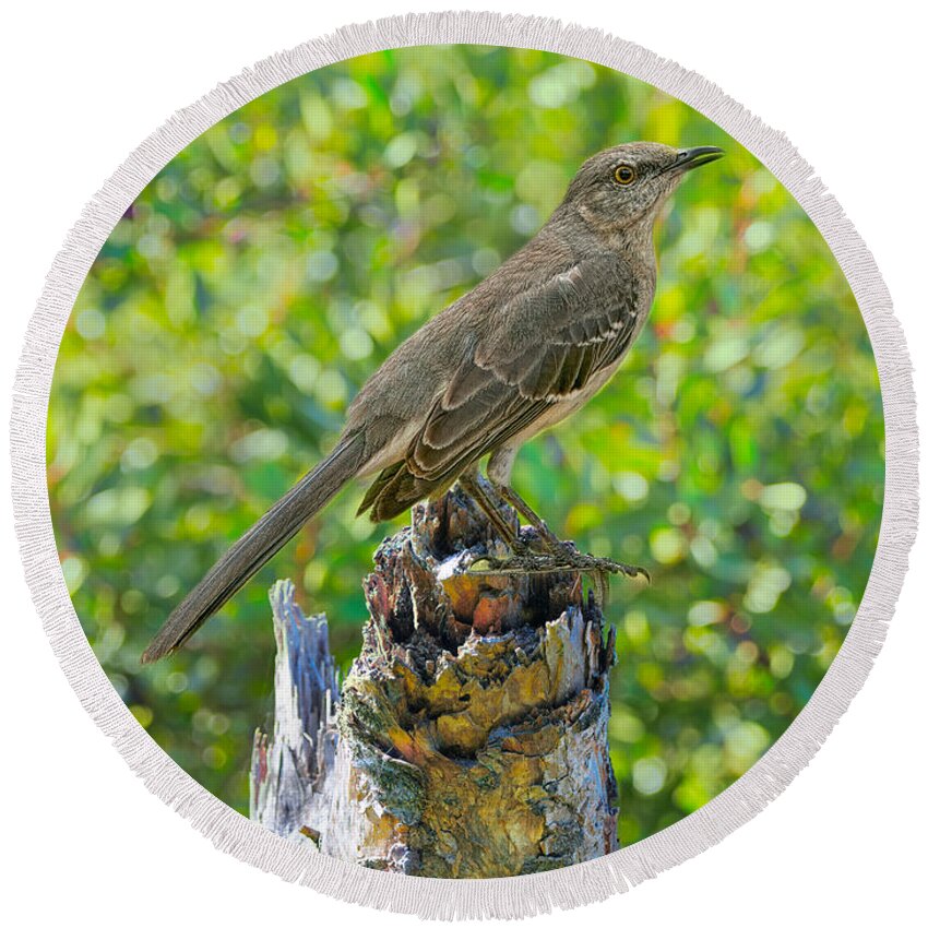 Bird Round Beach Towel featuring the photograph The Northern Mockingbird by Judy Kay