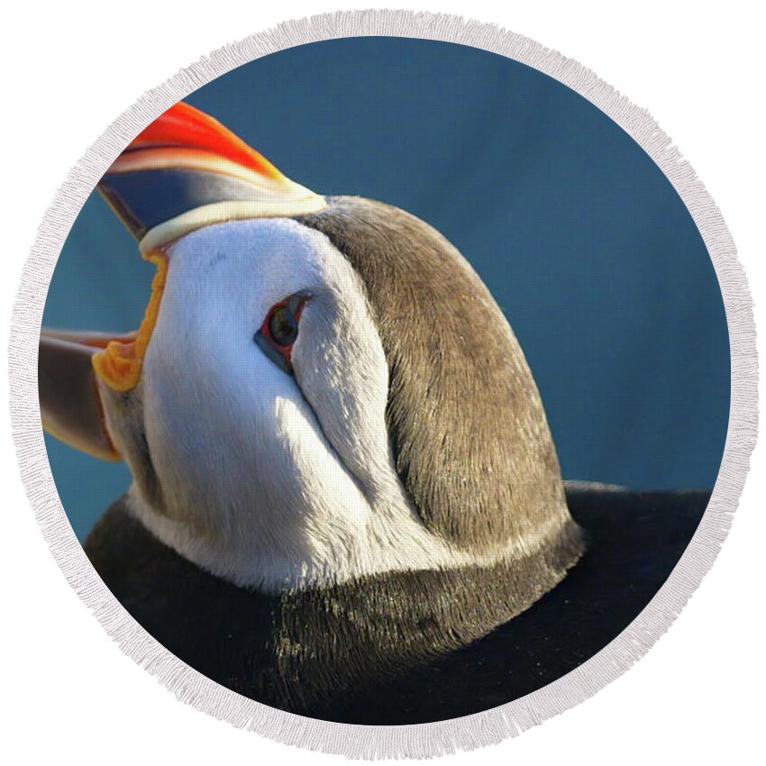Iceland Round Beach Towel featuring the photograph The puffin speaks by Christopher Mathews