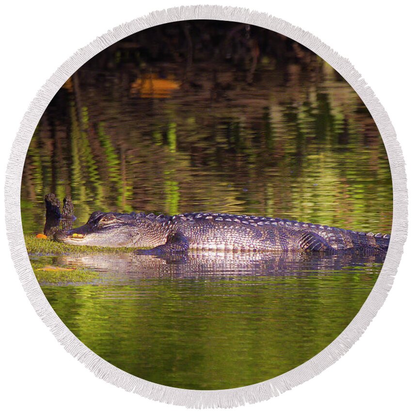Alligator Round Beach Towel featuring the photograph The River Alligator by Mark Andrew Thomas