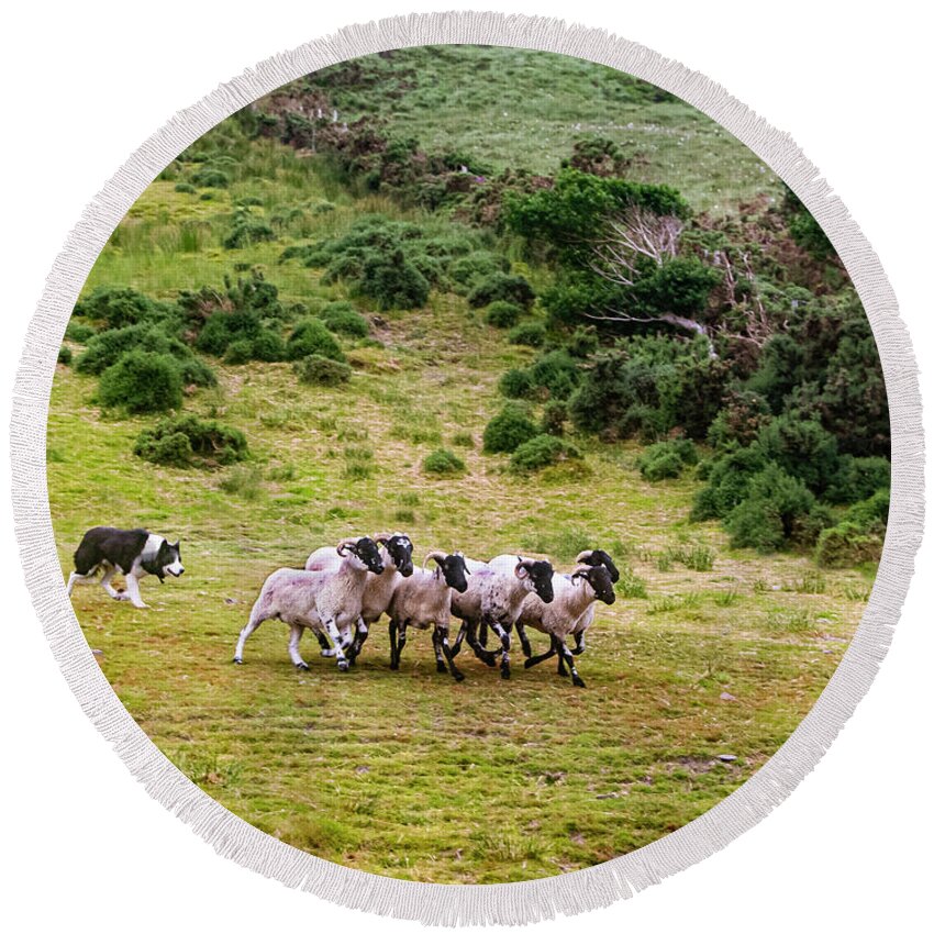 Sheepdog Roundup Round Beach Towel featuring the photograph The Round Up by Edward Shmunes