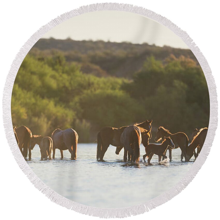 Salt River Wild Horses Round Beach Towel featuring the photograph The Salt River by Shannon Hastings