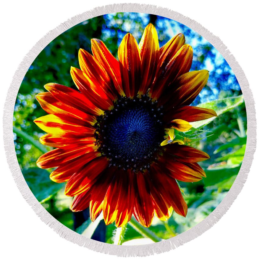 Sunflower Closeup Round Beach Towel featuring the digital art The Sun Did It by Pamela Smale Williams