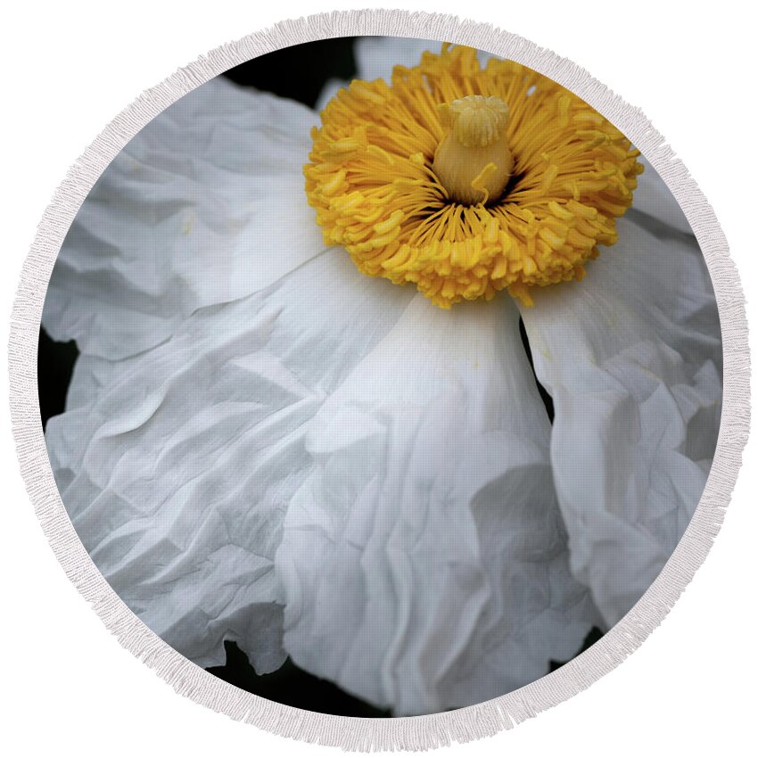 Romneya Round Beach Towel featuring the photograph The wrinkles of a Matilija Poppy by Alessandra RC