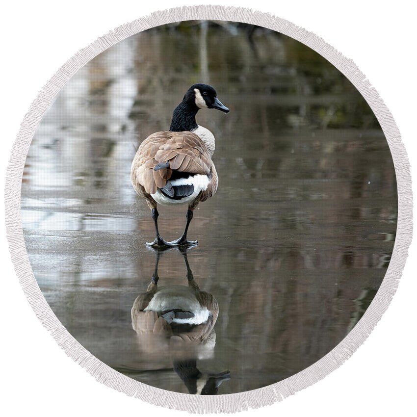 Canadian Goose Round Beach Towel featuring the photograph Thin Ice by Kevin Suttlehan