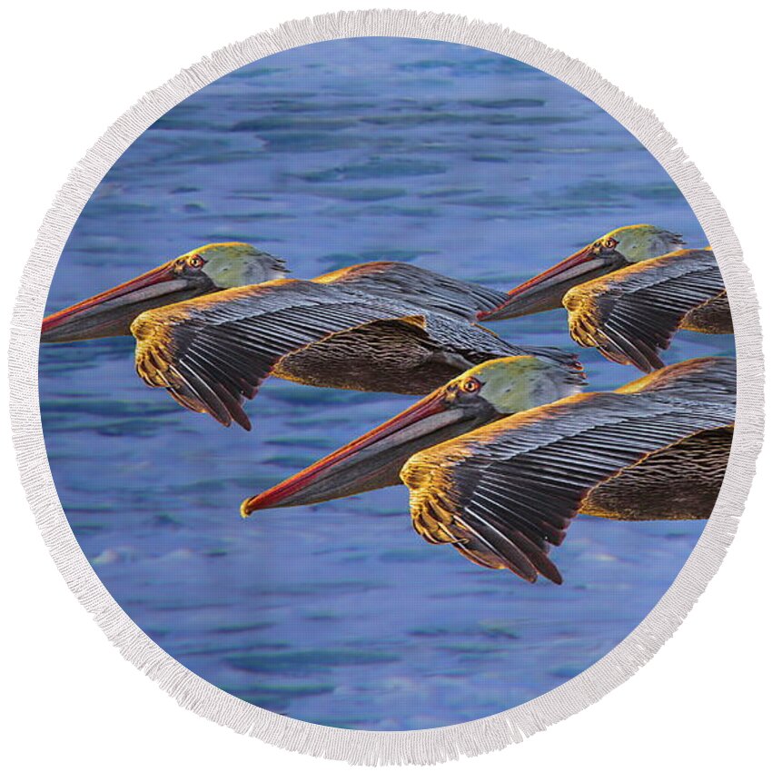 Gliding Round Beach Towel featuring the photograph Three Brown Pelicans at Sunset by Russ Harris