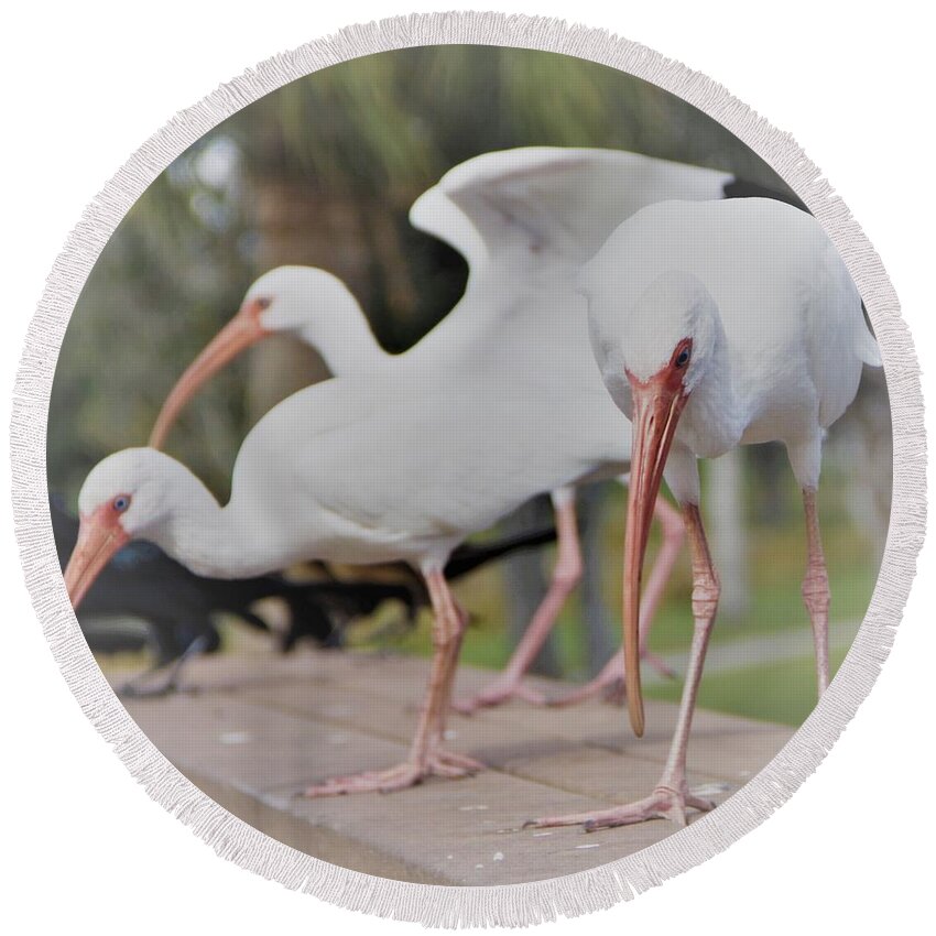 Three Round Beach Towel featuring the photograph Three Contemplating Ibis Birds by Philip And Robbie Bracco