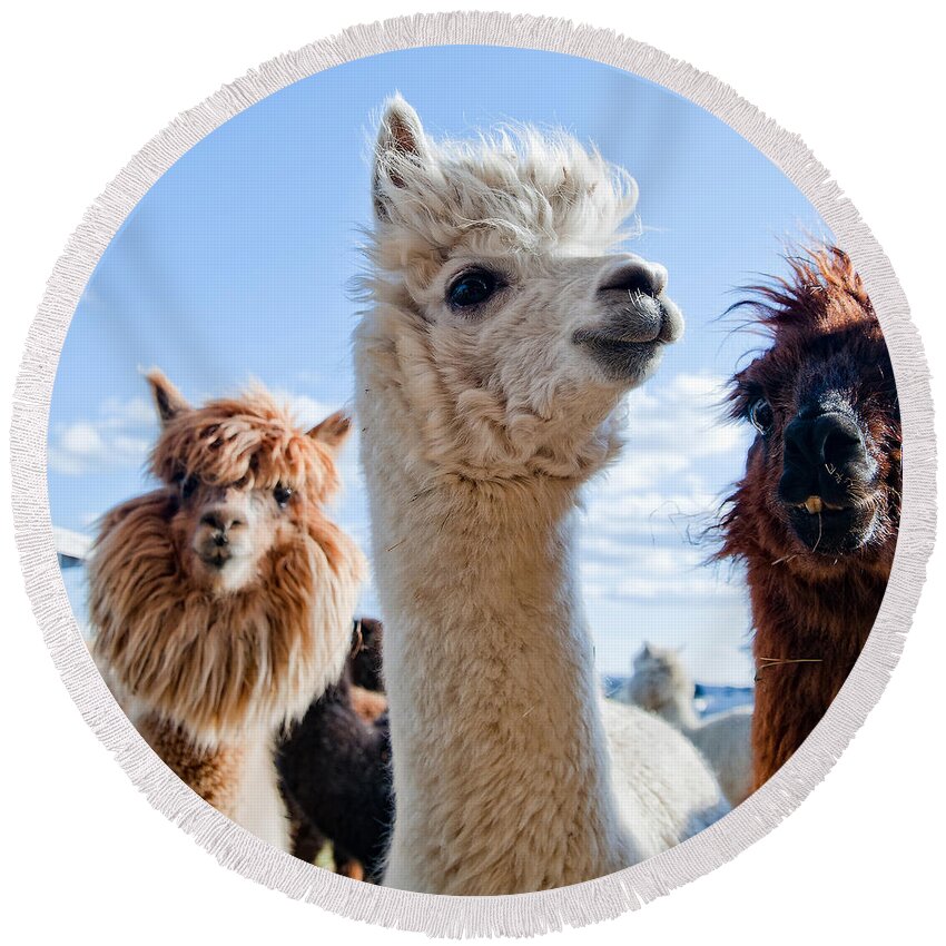 Alpaca Round Beach Towel featuring the drawing Three Funny Alpacas by Julien
