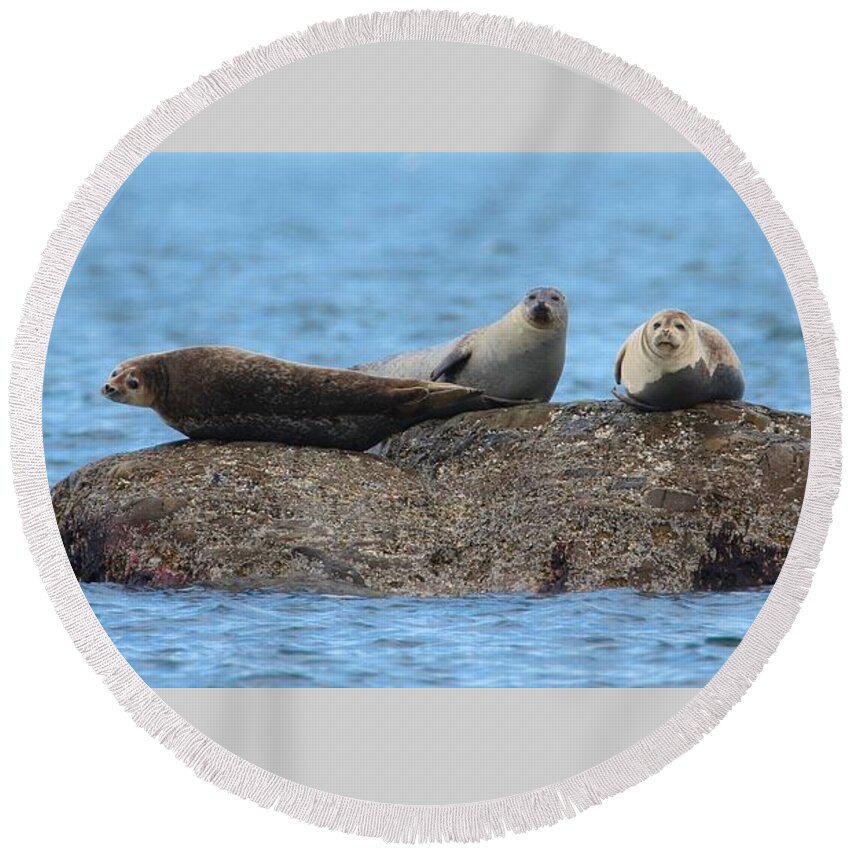 Three Grey Seals on rock in water Round Beach Towel by Jean Landry - Pixels