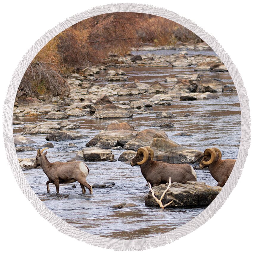 Bighorn Sheep Round Beach Towel featuring the photograph Three in the River by Steven Krull