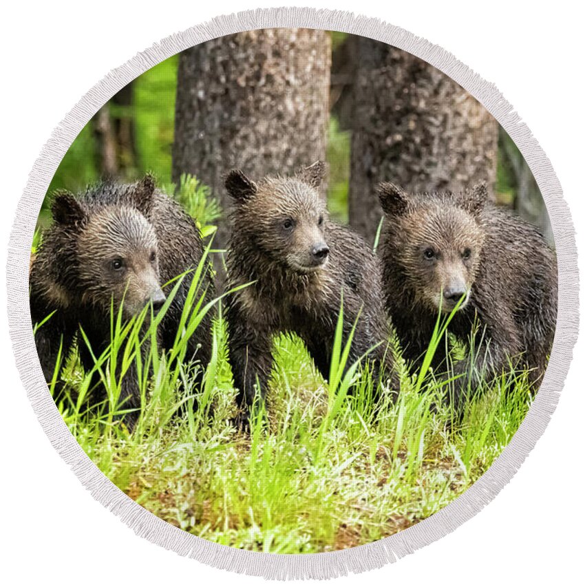 Grizzly Round Beach Towel featuring the photograph Three of Four of Grizzly 399's Cubs by Belinda Greb