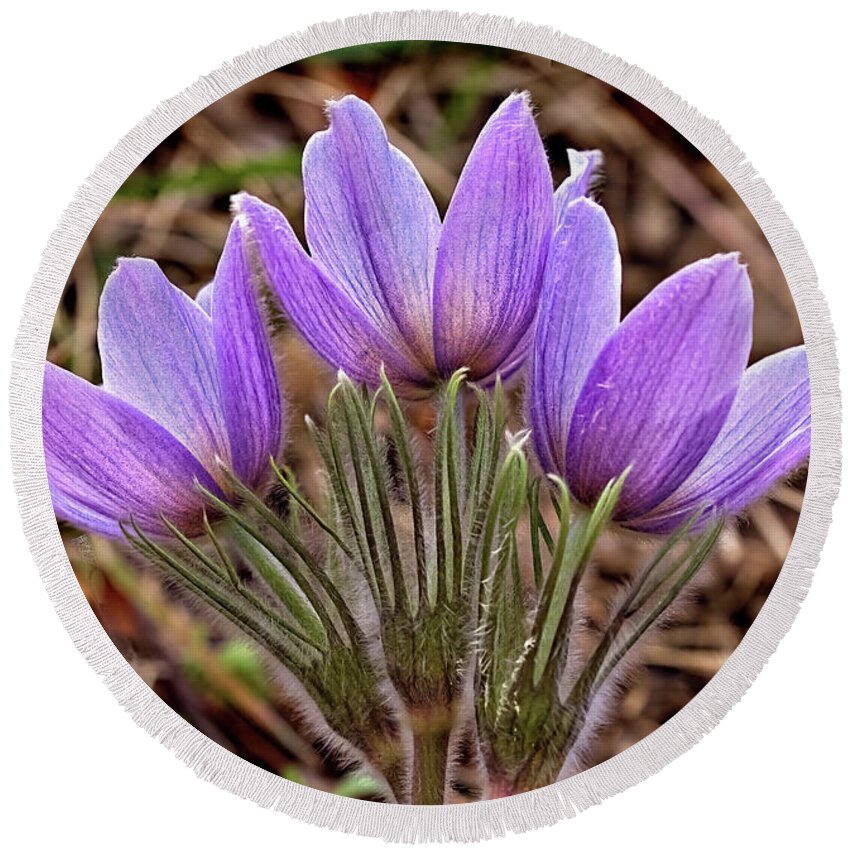 Pasque Flowers Round Beach Towel featuring the photograph Three Pasques by Bob Falcone