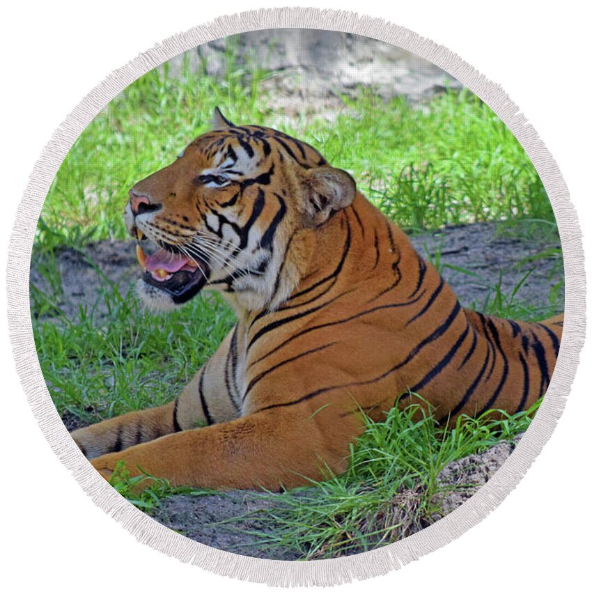 Photograph Round Beach Towel featuring the photograph Tiger by Larah McElroy