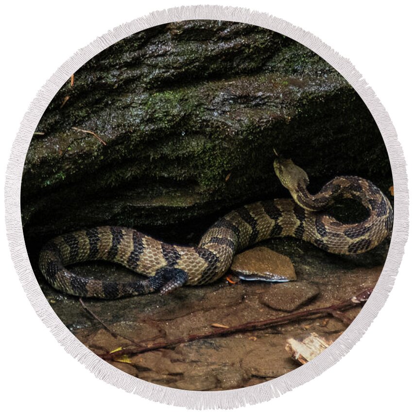 Brevard Round Beach Towel featuring the photograph Timber Rattler by Melissa Southern