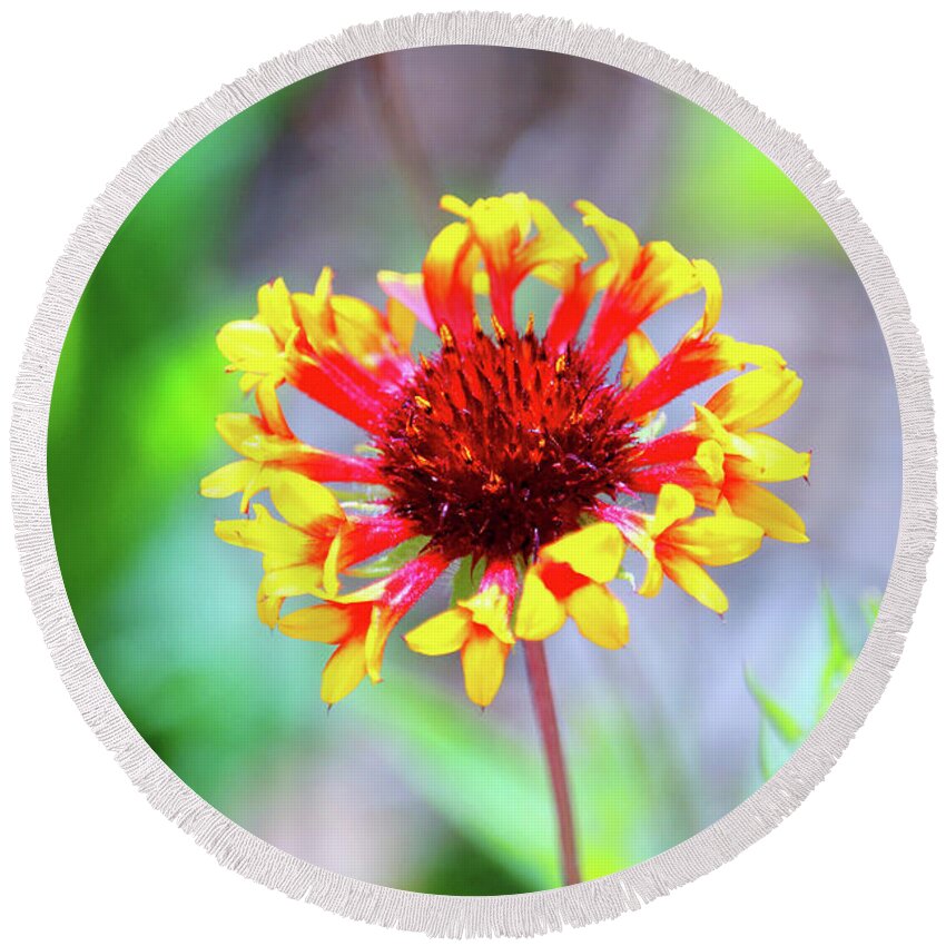 Coneflower Round Beach Towel featuring the photograph Time To Shine Coneflower by Cynthia Guinn