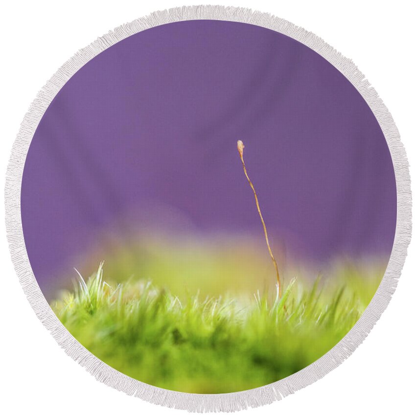 Nature Round Beach Towel featuring the photograph Tiny Plants - Macro Photography by Amelia Pearn
