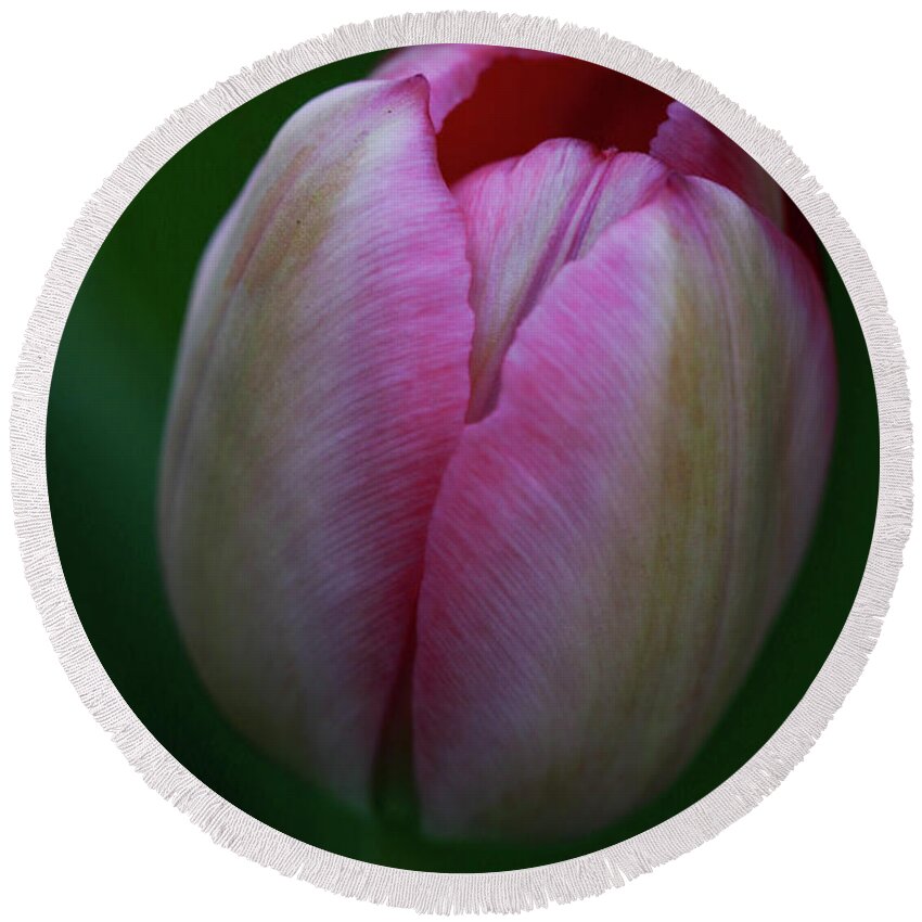 Tulip Round Beach Towel featuring the photograph Tiny Tulip by Mary Anne Delgado