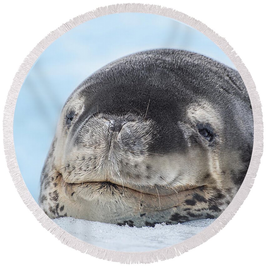 Seal Round Beach Towel featuring the photograph Tired Leopard Seal by Linda Villers