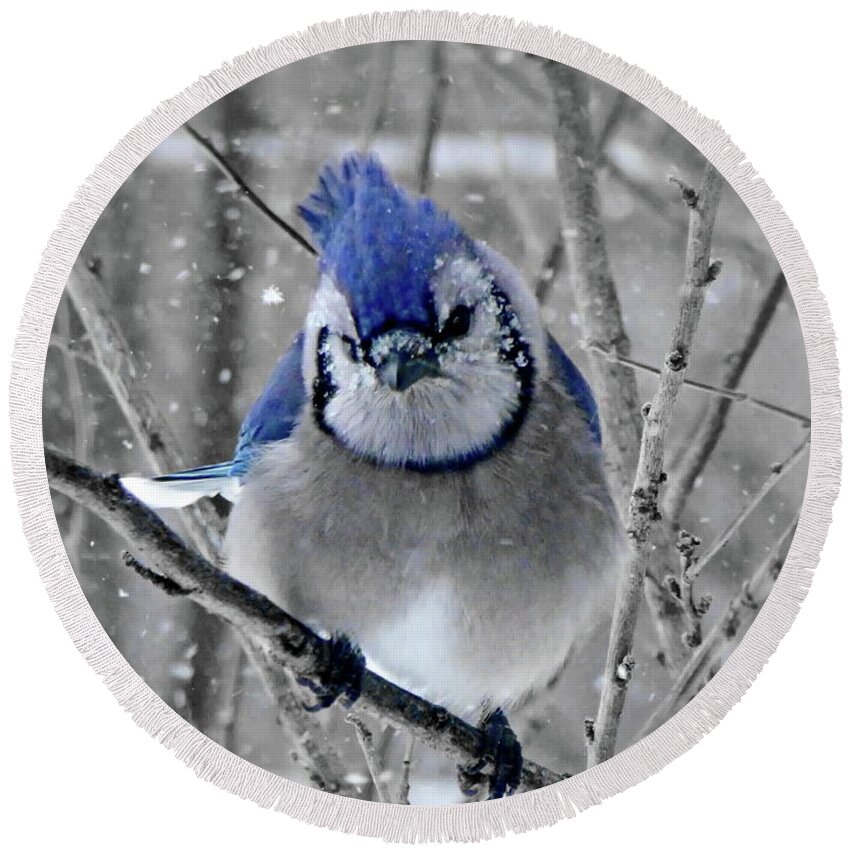 Blue Jay Round Beach Towel featuring the photograph Tired of the Snow by Lyuba Filatova