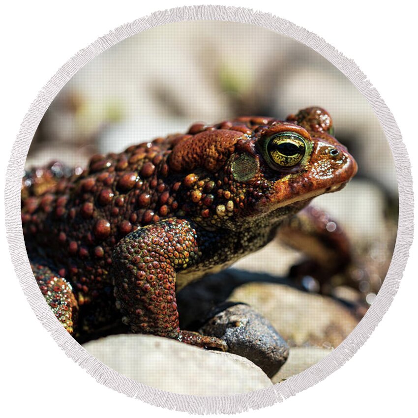 Frog Round Beach Towel featuring the photograph Toad on Stones by Amelia Pearn
