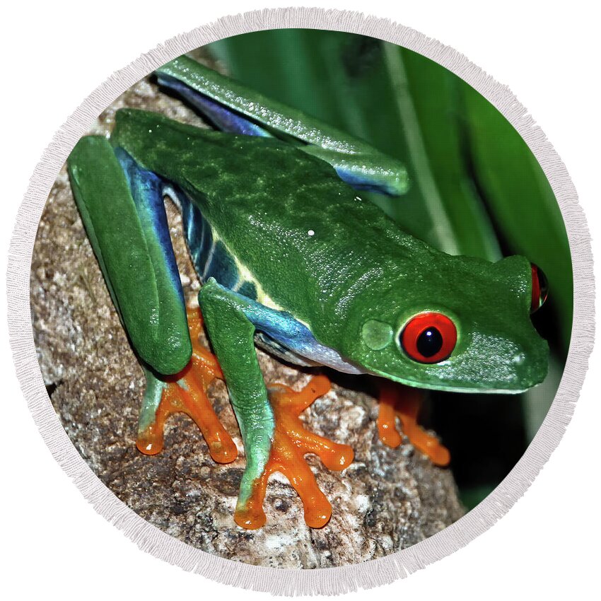 Wildlife Round Beach Towel featuring the photograph Tree Frog by Tom Watkins PVminer pixs