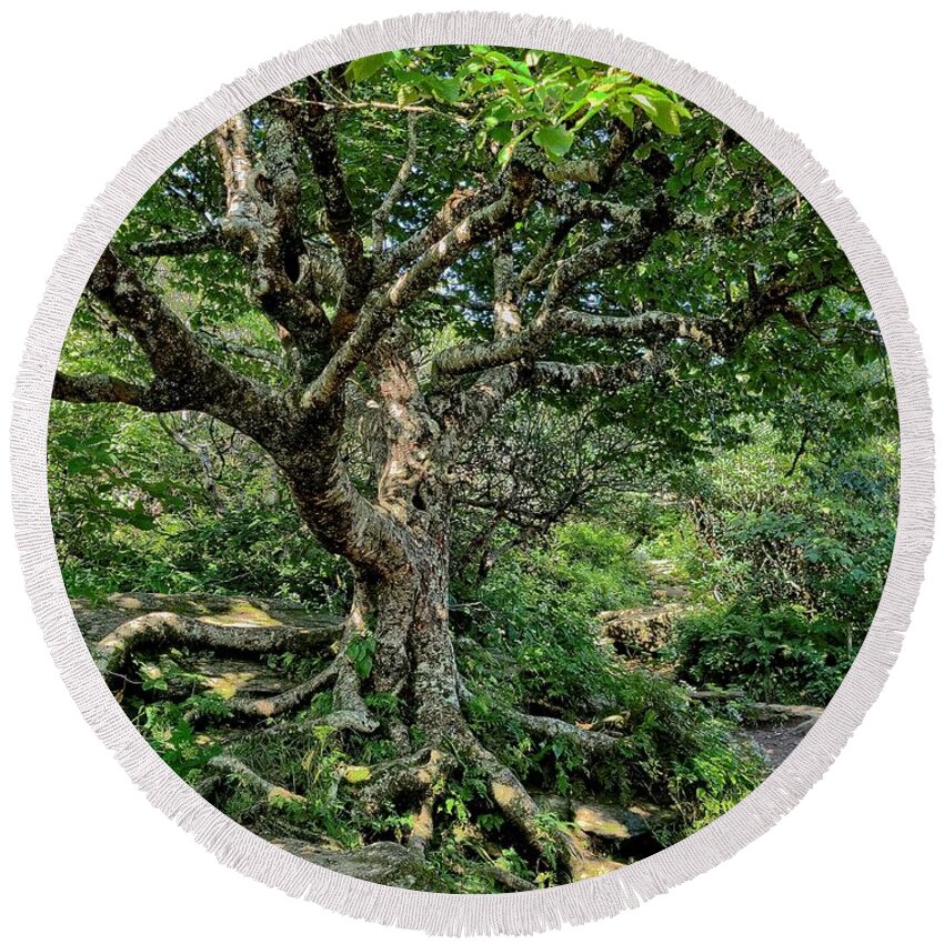 Tree Round Beach Towel featuring the photograph Tree of Wonder by Allen Nice-Webb