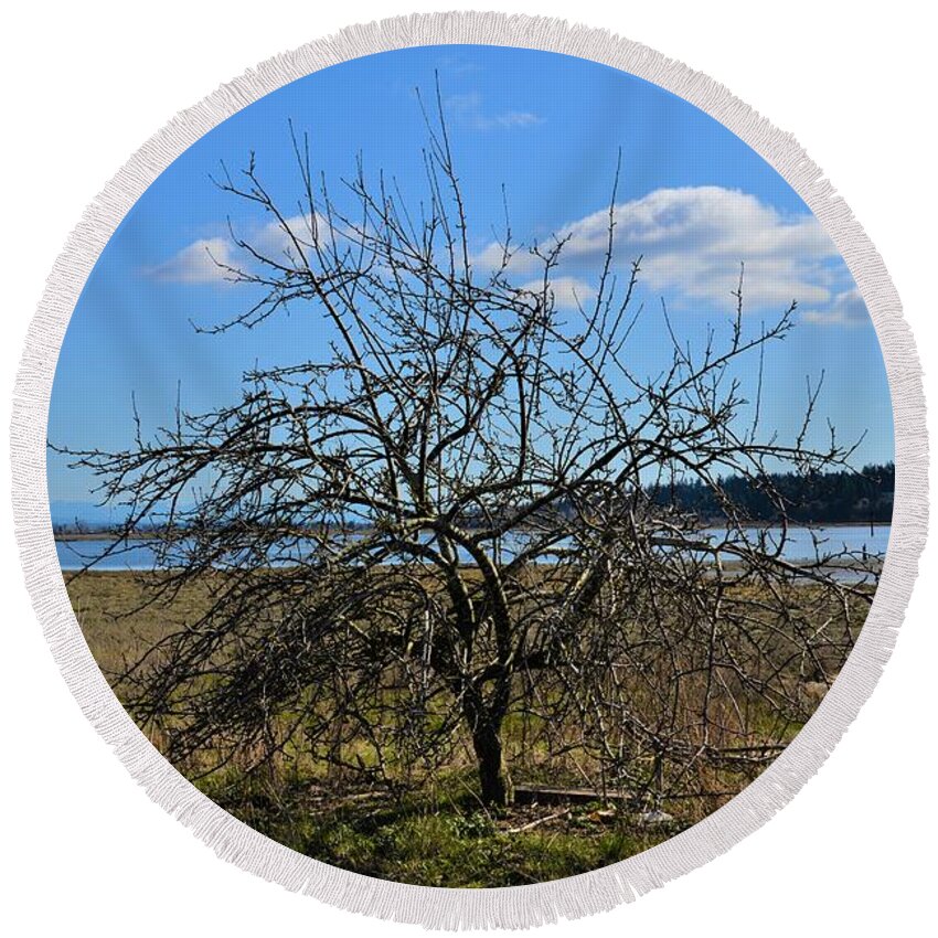 Tree Round Beach Towel featuring the photograph Tree on Shore by James Cousineau