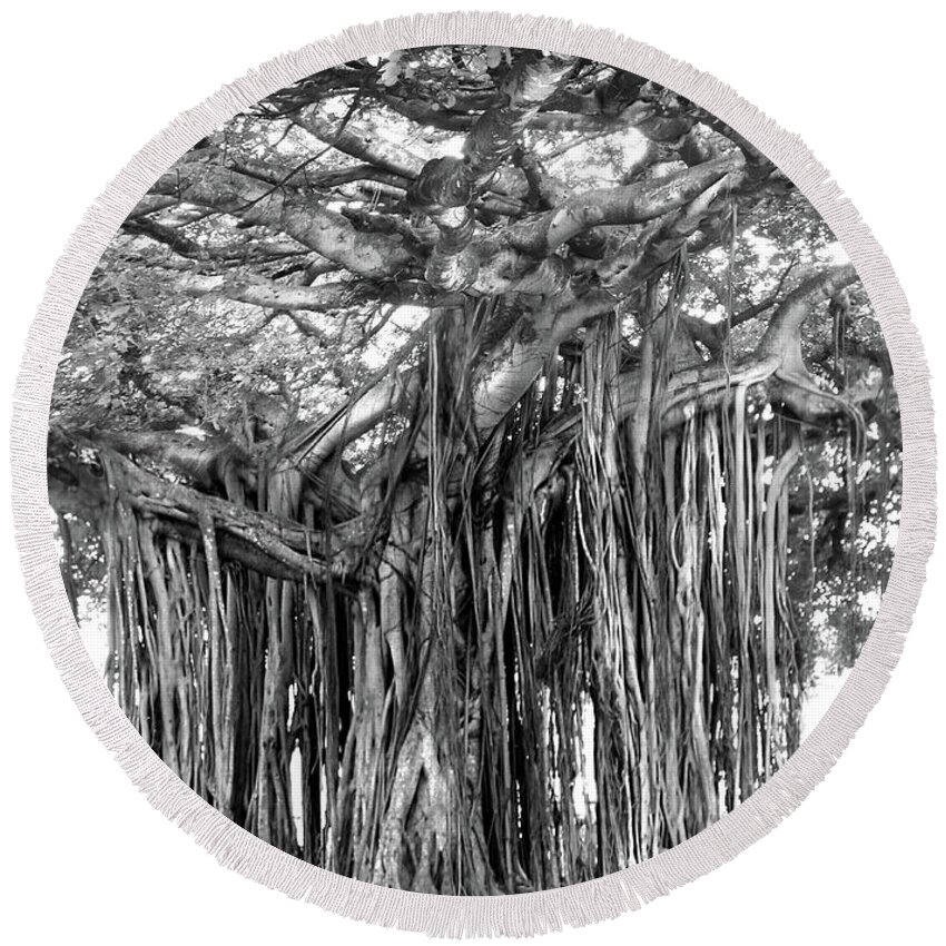 Fine Art Round Beach Towel featuring the photograph Tree with Many Trunks by Mike McGlothlen