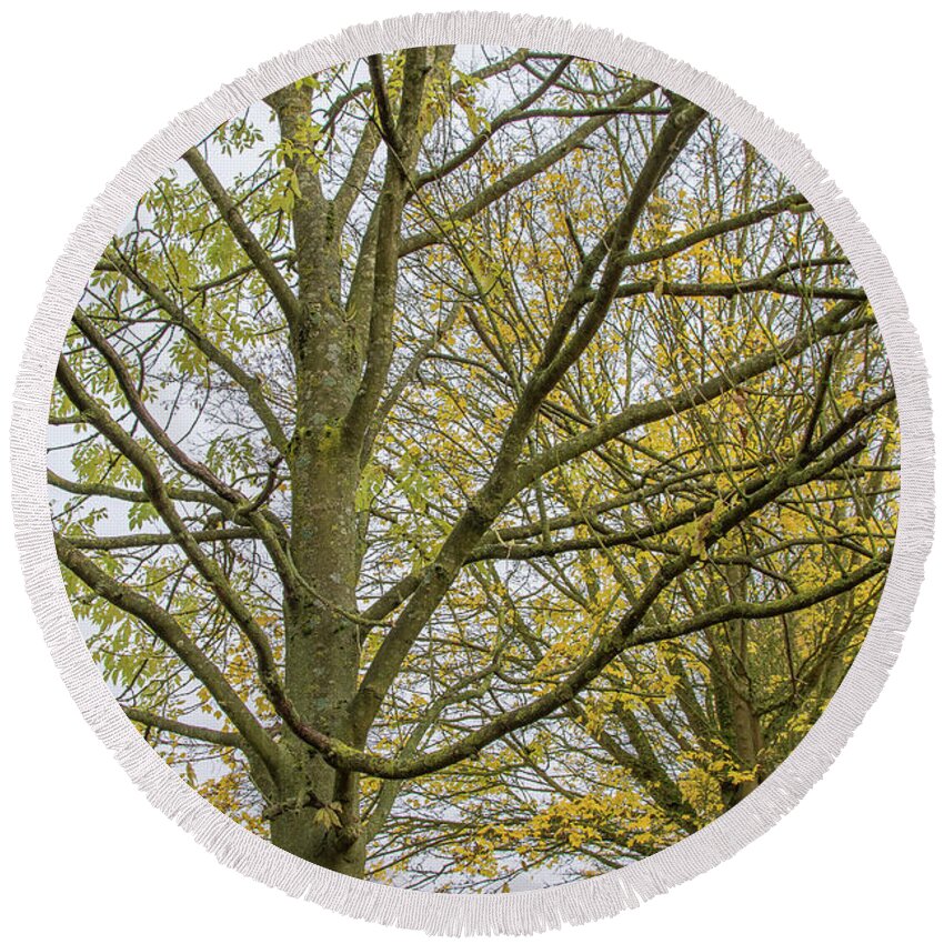 Trent Park Round Beach Towel featuring the photograph Trent Park Trees Fall 1 by Edmund Peston