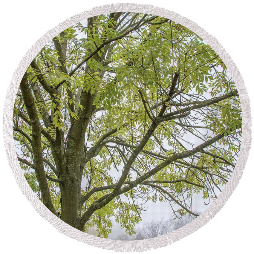 Trent Park Round Beach Towel featuring the photograph Trent Park Trees Fall 3 by Edmund Peston