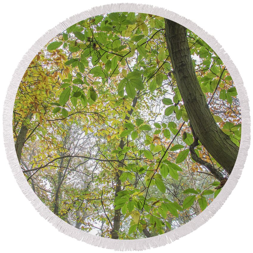 Trent Park Round Beach Towel featuring the photograph Trent Park Trees Fall 7 by Edmund Peston