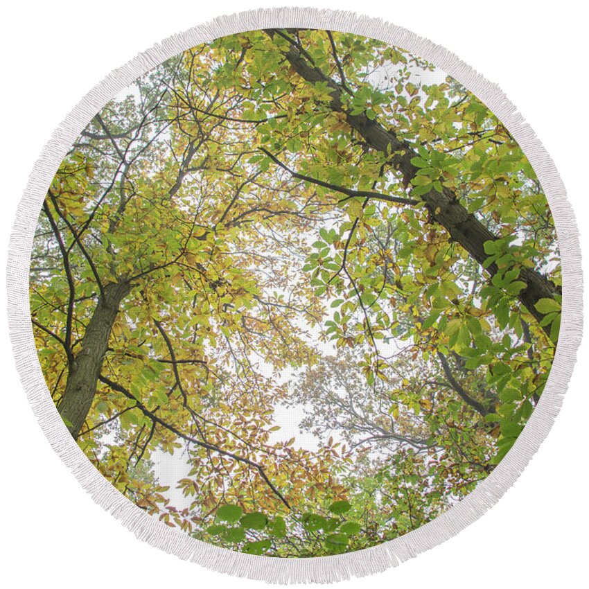 Trent Park Round Beach Towel featuring the photograph Trent Park Trees Fall 8 by Edmund Peston