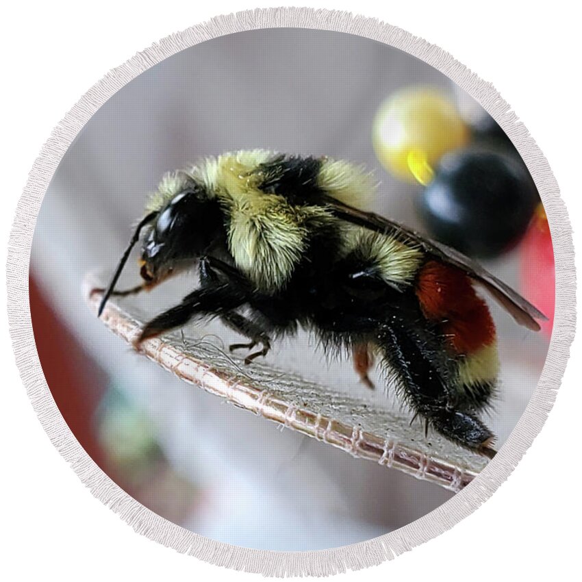 Bombus Ternarius Round Beach Towel featuring the photograph Tri-colored Bumble Bee by Jean Evans