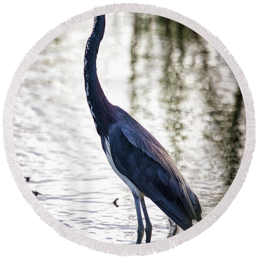 Heron Round Beach Towel featuring the photograph Tri-Colored Heron by Rene Vasquez