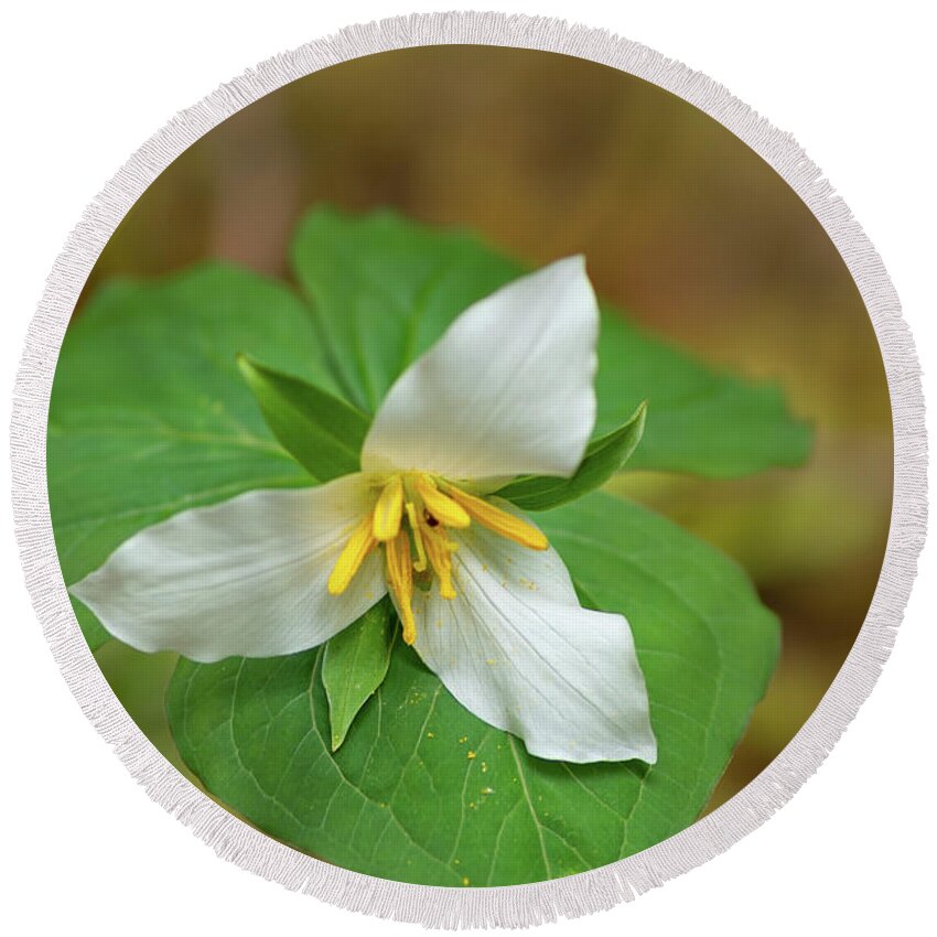 Boulder River Round Beach Towel featuring the photograph Trillium Blossom in Deep Forest by Nancy Gleason