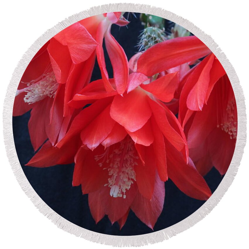 Floral Round Beach Towel featuring the photograph Triple Orchid Cactus in Red by E Faithe Lester