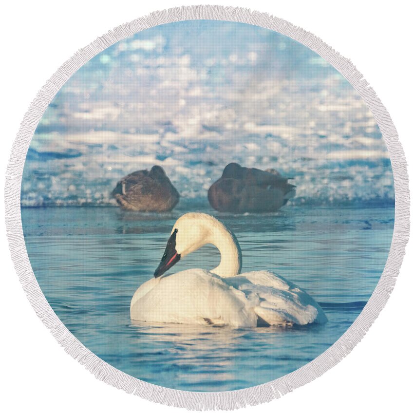 Trumpeter Round Beach Towel featuring the photograph Trumpeter Swan Waking with Two Ducks by Patti Deters