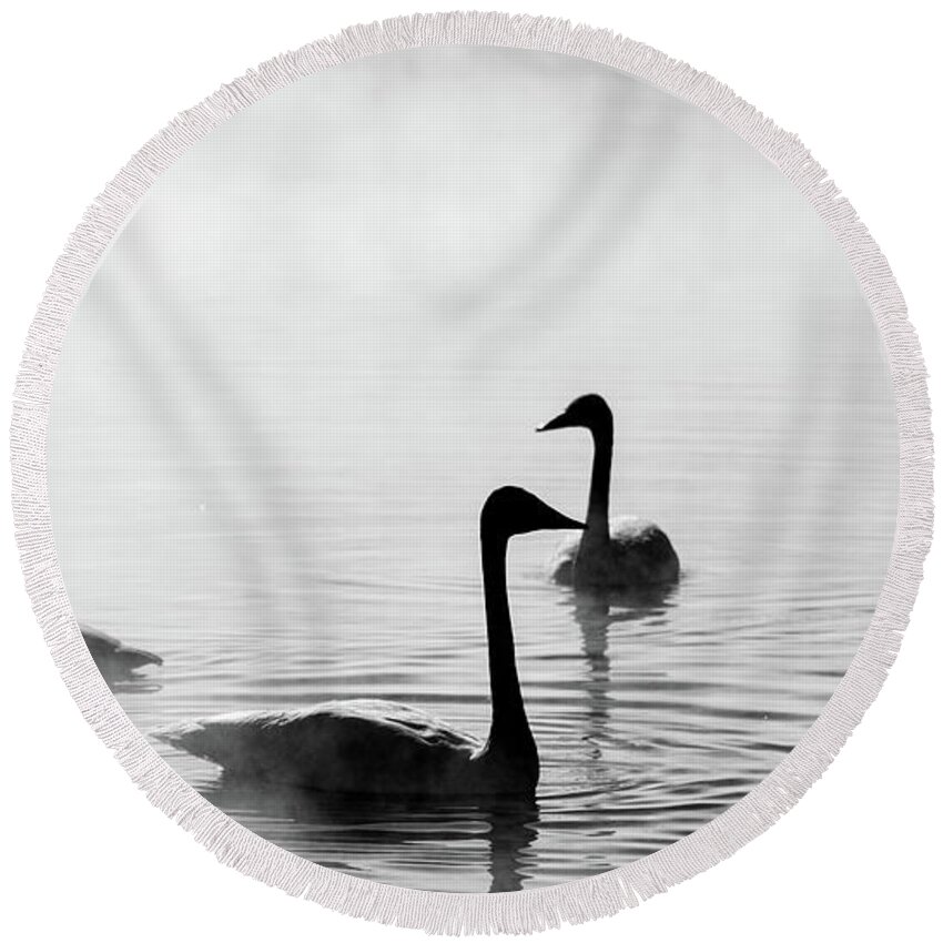 Jackson Round Beach Towel featuring the photograph Trumpeter Swans at Kelly Warm Spring by Douglas Wielfaert