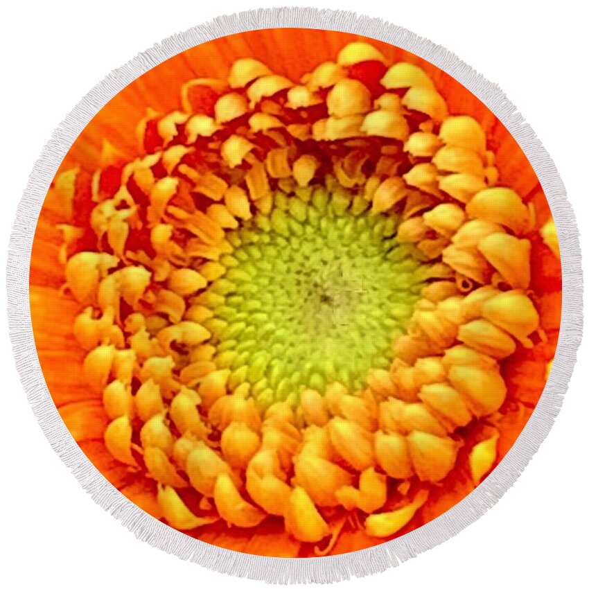Daisy Round Beach Towel featuring the photograph Tuesdays With Saint Anthony- The Gerbera Daisy by Tiesa Wesen