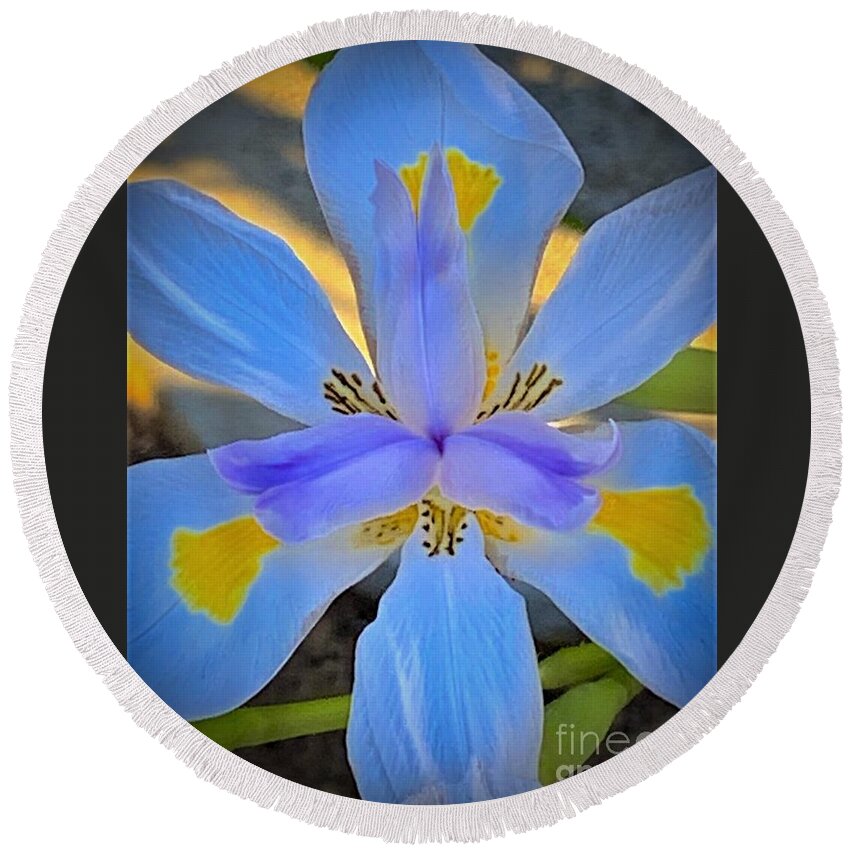 Flower Round Beach Towel featuring the photograph Dietes Grandiflora. The Fortnight Lily Known As The Wild Iris by Tiesa Wesen