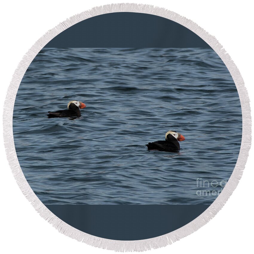 Fratercula Cirrhata Round Beach Towel featuring the photograph Tufted Puffins in the Salish Sea by Nancy Gleason