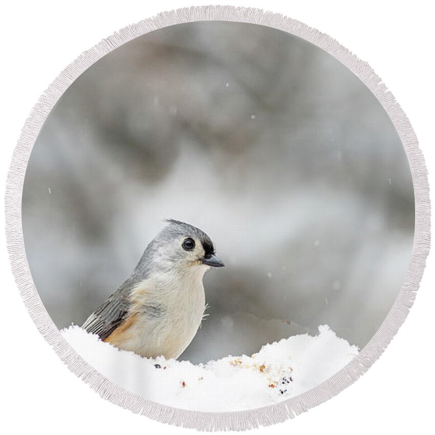 Bird Round Beach Towel featuring the photograph Tufted Titmouse 2 by Amelia Pearn
