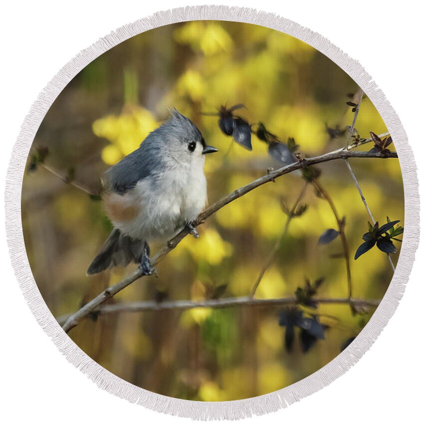 Tufted Titmouse In Abelia Shrub In South Carolina Round Beach Towel featuring the photograph Tufted Titmouse In Abelia Shrub In South Carolina by Bellesouth Studio