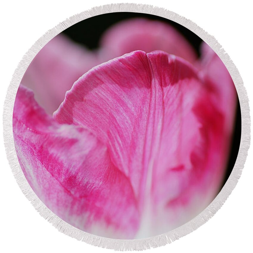 Disambiguation Round Beach Towel featuring the photograph Tulip Cup Pink Soft White by Joy Watson