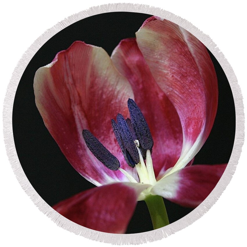 Macro Round Beach Towel featuring the photograph Tulip Red 042207 by Julie Powell