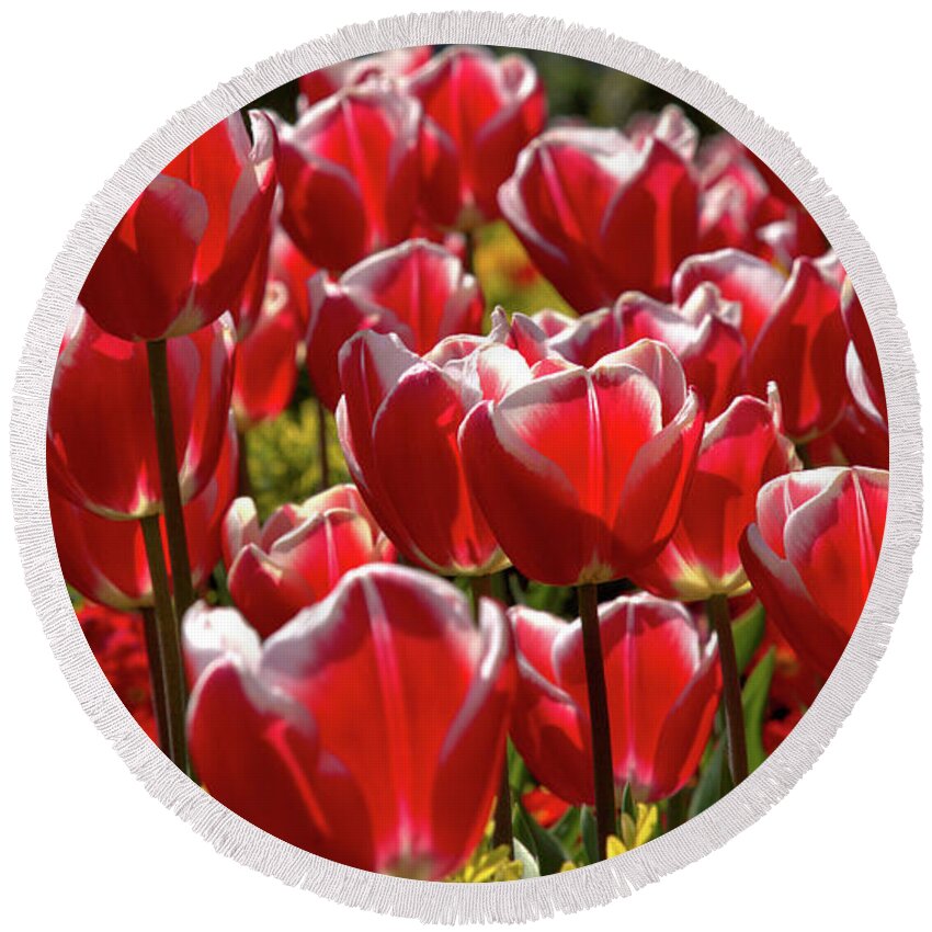 Nature Round Beach Towel featuring the photograph Tulip Train by Stephen Melia