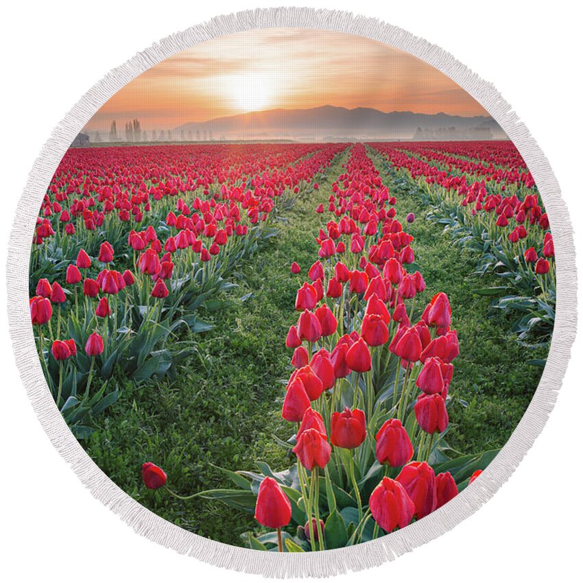 Tulips Round Beach Towel featuring the photograph Tulips at Sunrise by Michael Rauwolf