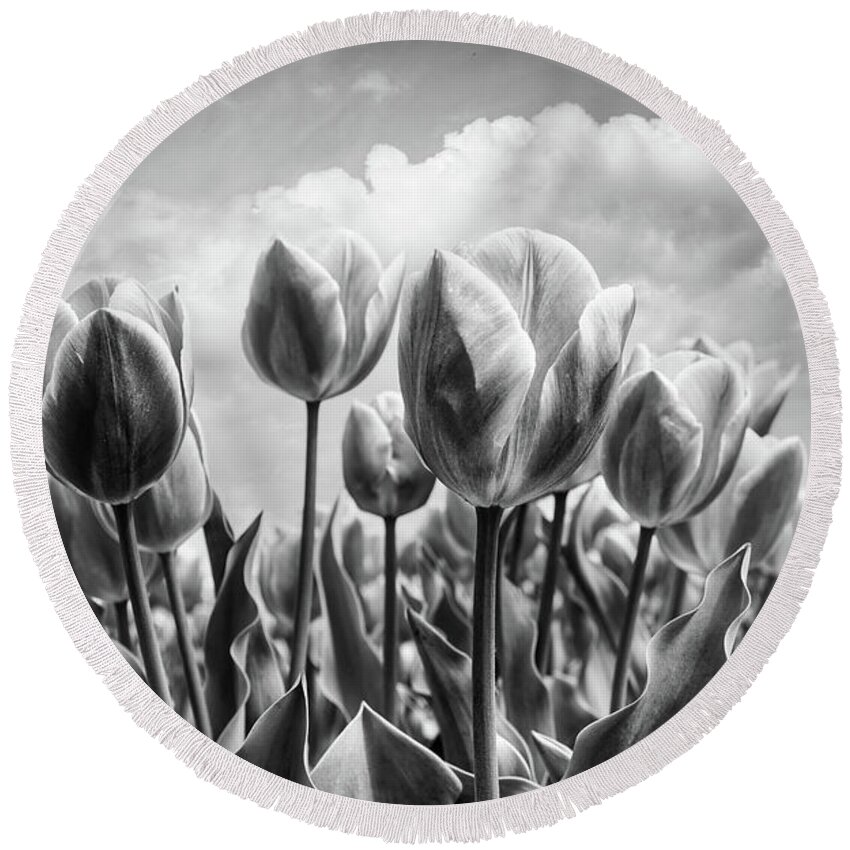 Clouds Round Beach Towel featuring the photograph Tulips Waving in the Wind Black and White by Debra and Dave Vanderlaan