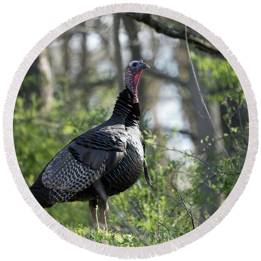 Bird Round Beach Towel featuring the photograph Turkey in the Wild by Paul Ross