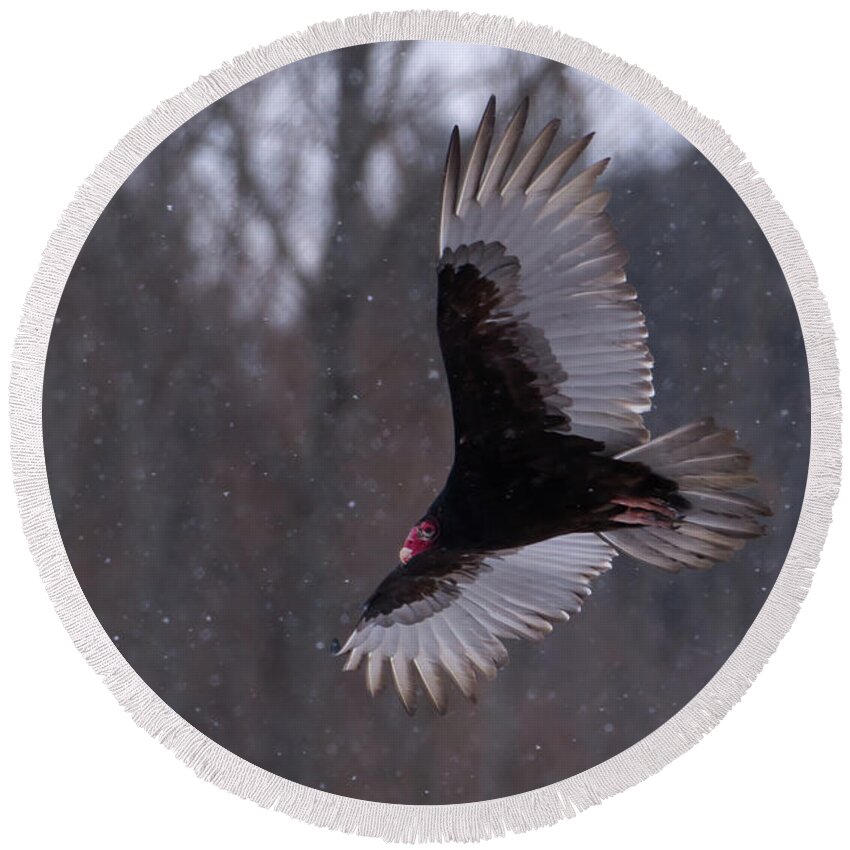 Turkey Round Beach Towel featuring the photograph Turkey Vulture Flys in Snow by Flinn Hackett